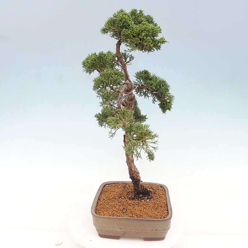 Outdoor bonsai - Juniperus chinensis Kishu - Chinese juniper