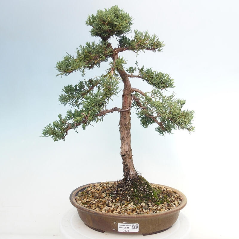 Outdoor bonsai - Juniperus chinensis Kishu - Chinese juniper