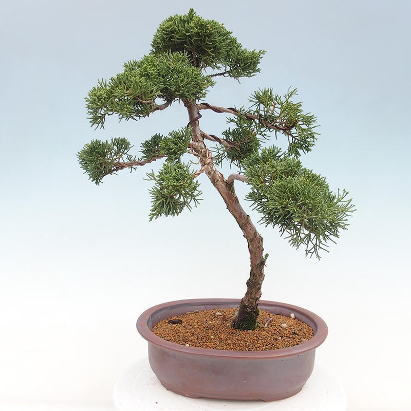 Outdoor bonsai - Juniperus chinensis Kishu - Chinese juniper