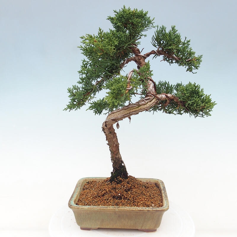 Outdoor bonsai - Juniperus chinensis Kishu - Chinese juniper