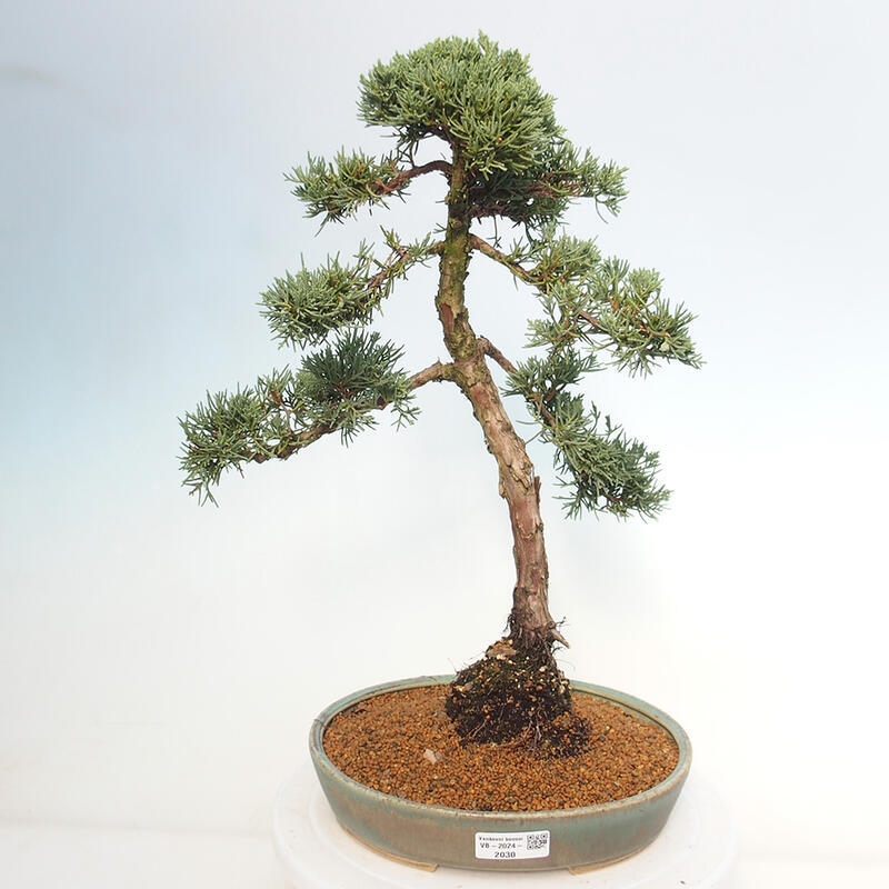 Outdoor bonsai - Juniperus chinensis Kishu - Chinese juniper