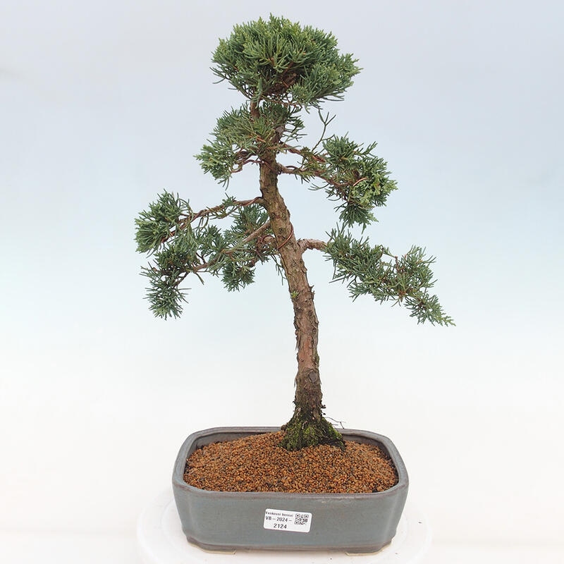 Outdoor bonsai - Juniperus chinensis Kishu - Chinese juniper