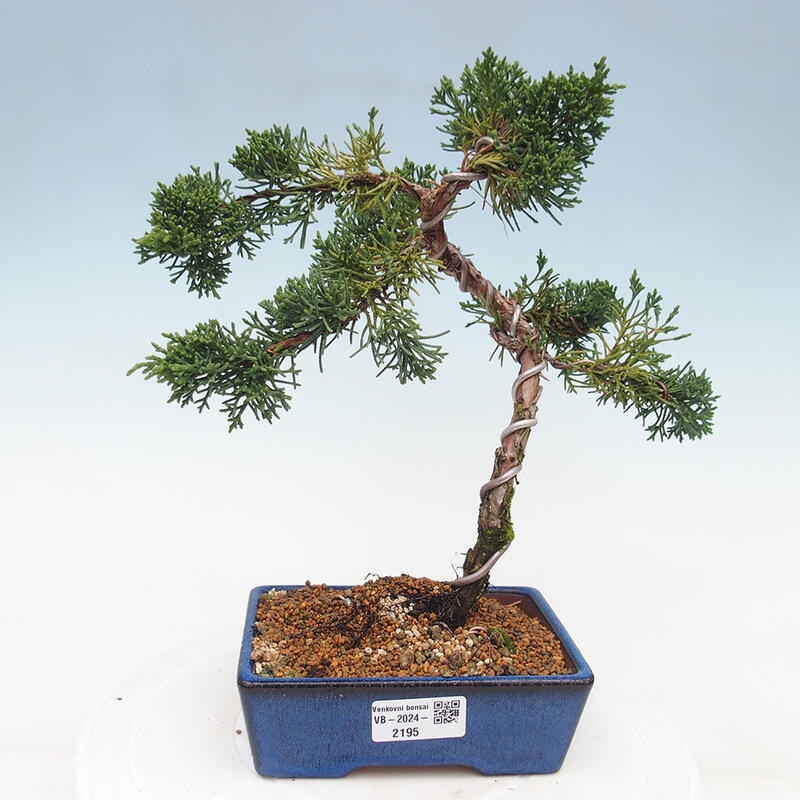 Outdoor bonsai - Juniperus chinensis Kishu - Chinese Juniper