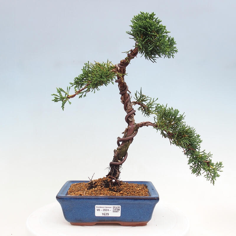 Outdoor bonsai - Juniperus chinensis Kishu - Chinese Juniper