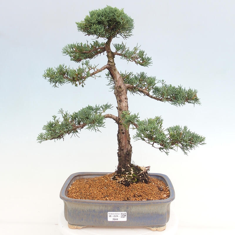 Outdoor bonsai - Juniperus chinensis Kishu - Chinese juniper