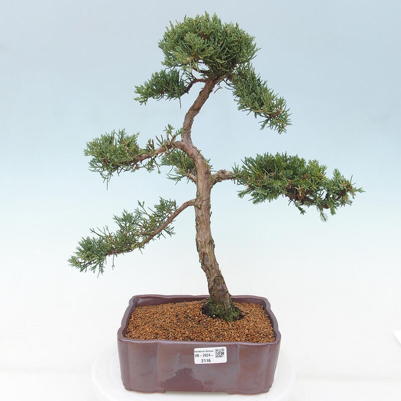 Outdoor bonsai - Juniperus chinensis Kishu - Chinese juniper