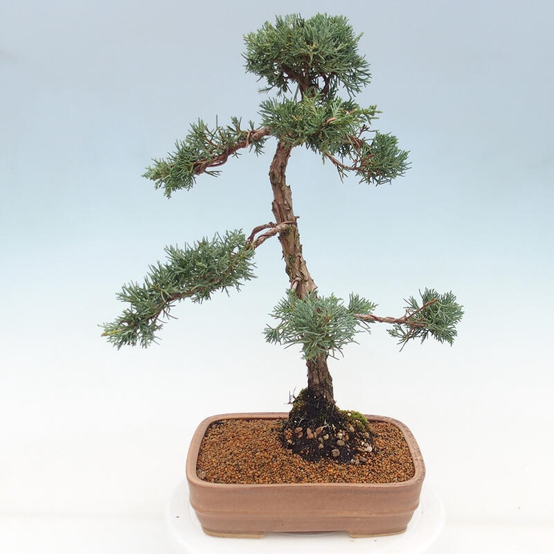 Outdoor bonsai - Juniperus chinensis Kishu - Chinese juniper