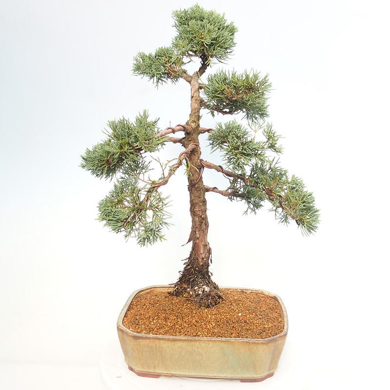 Outdoor bonsai - Juniperus chinensis Kishu - Chinese juniper