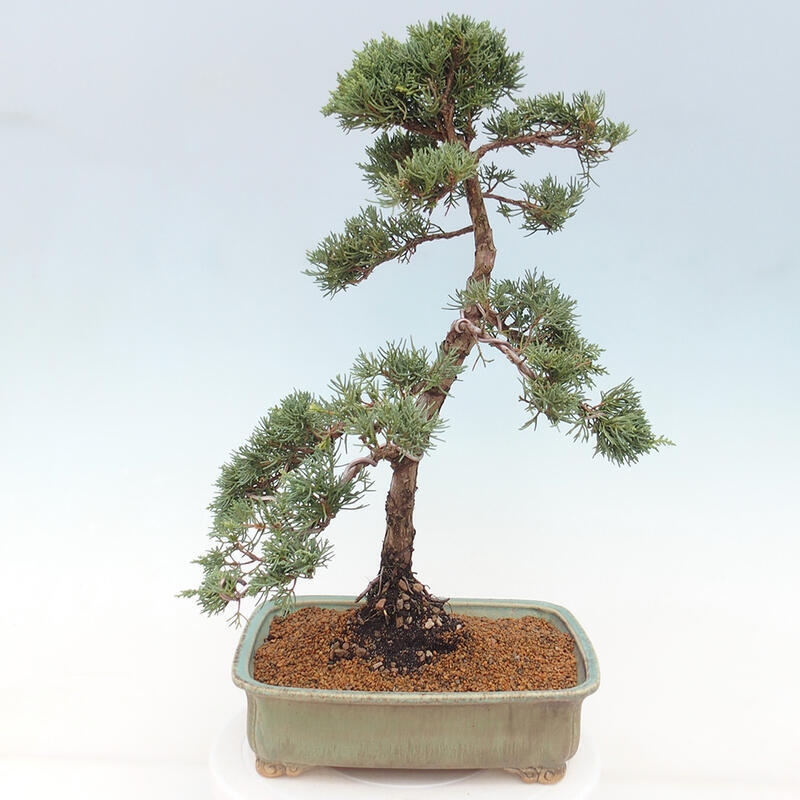 Outdoor bonsai - Juniperus chinensis Kishu - Chinese juniper