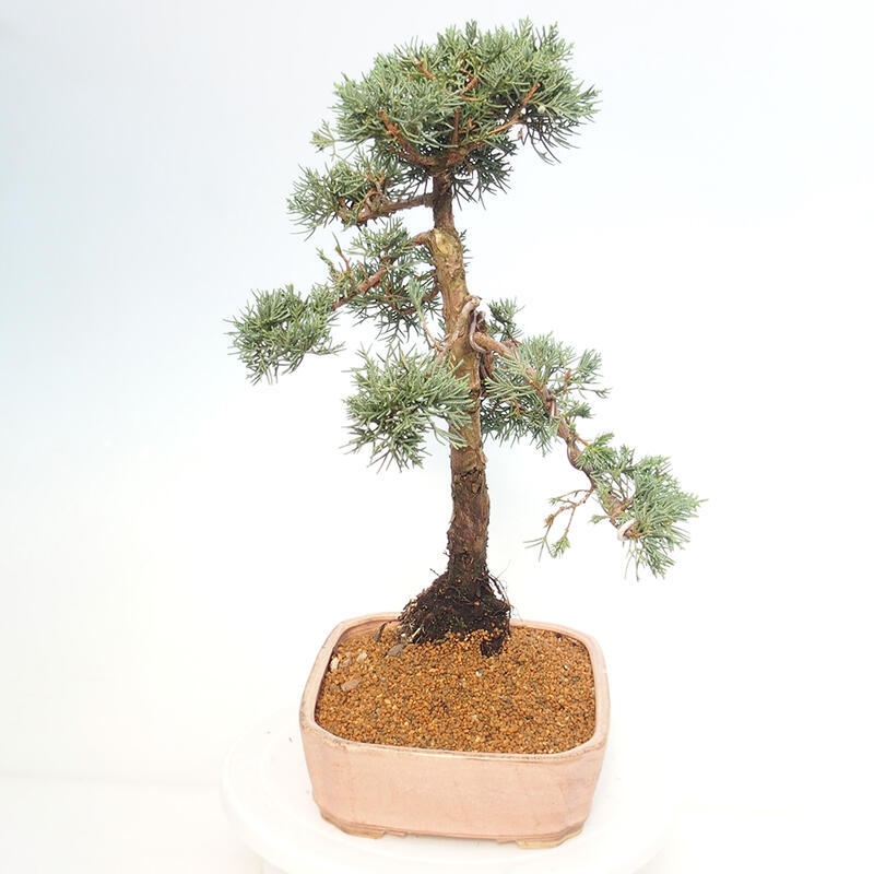 Outdoor bonsai - Juniperus chinensis Kishu - Chinese juniper