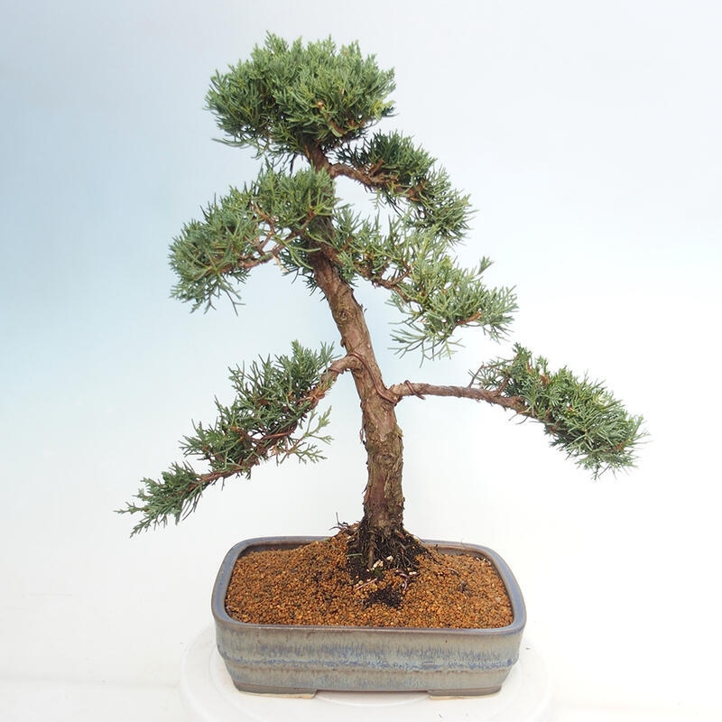 Outdoor bonsai - Juniperus chinensis Kishu - Chinese juniper