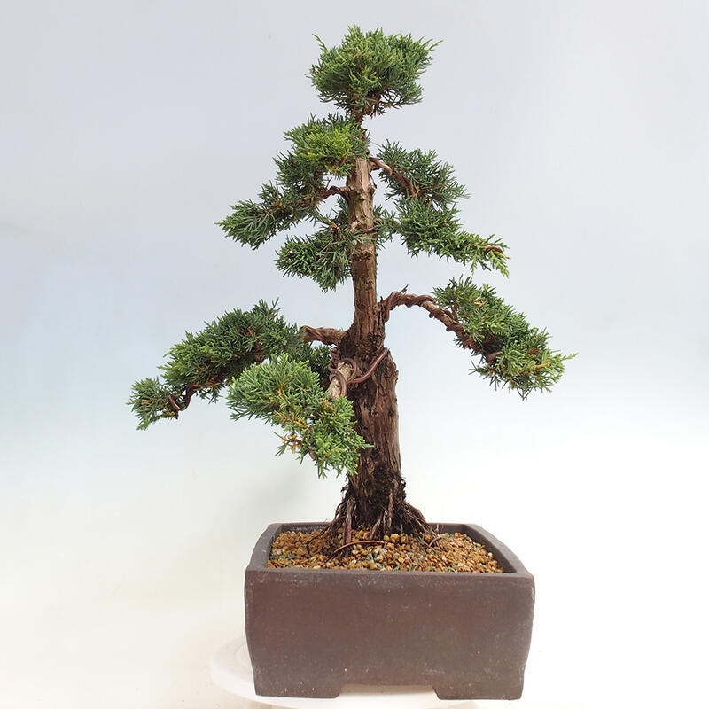 Outdoor bonsai - Juniperus chinensis Kishu - Chinese juniper