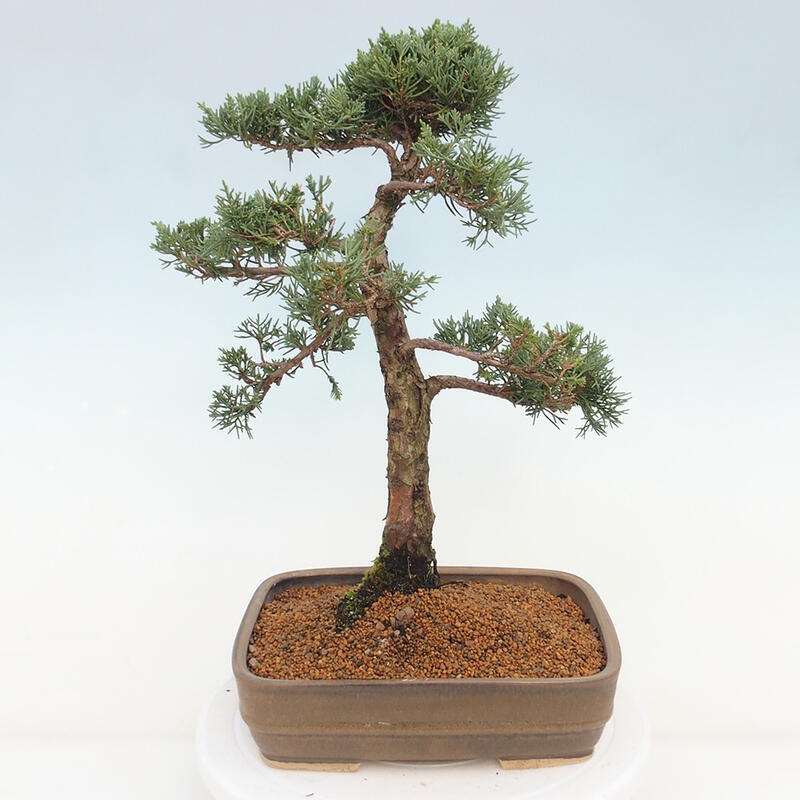 Outdoor bonsai - Juniperus chinensis Kishu - Chinese juniper