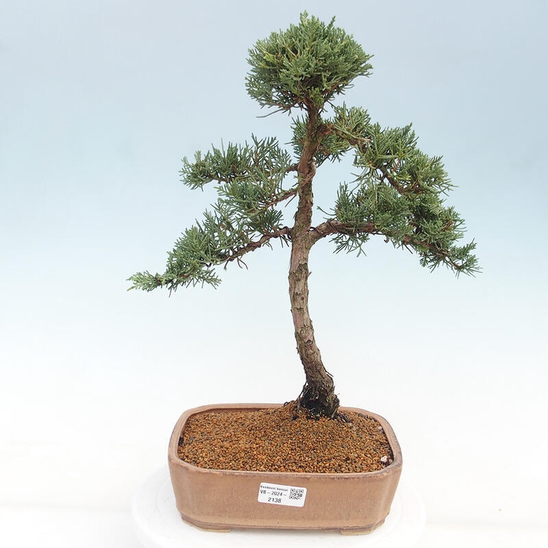 Outdoor bonsai - Juniperus chinensis Kishu - Chinese juniper