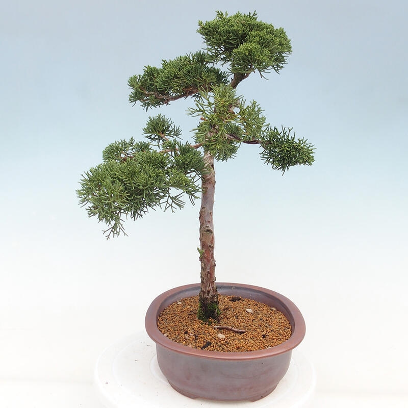 Outdoor bonsai - Juniperus chinensis Kishu - Chinese juniper