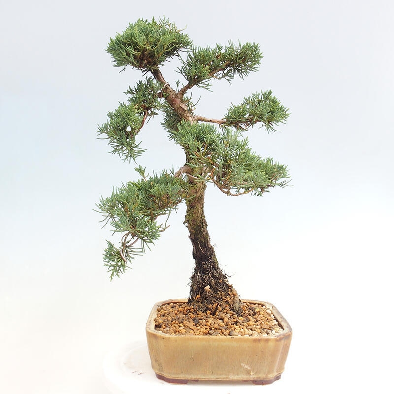 Outdoor bonsai - Juniperus chinensis Kishu - Chinese juniper