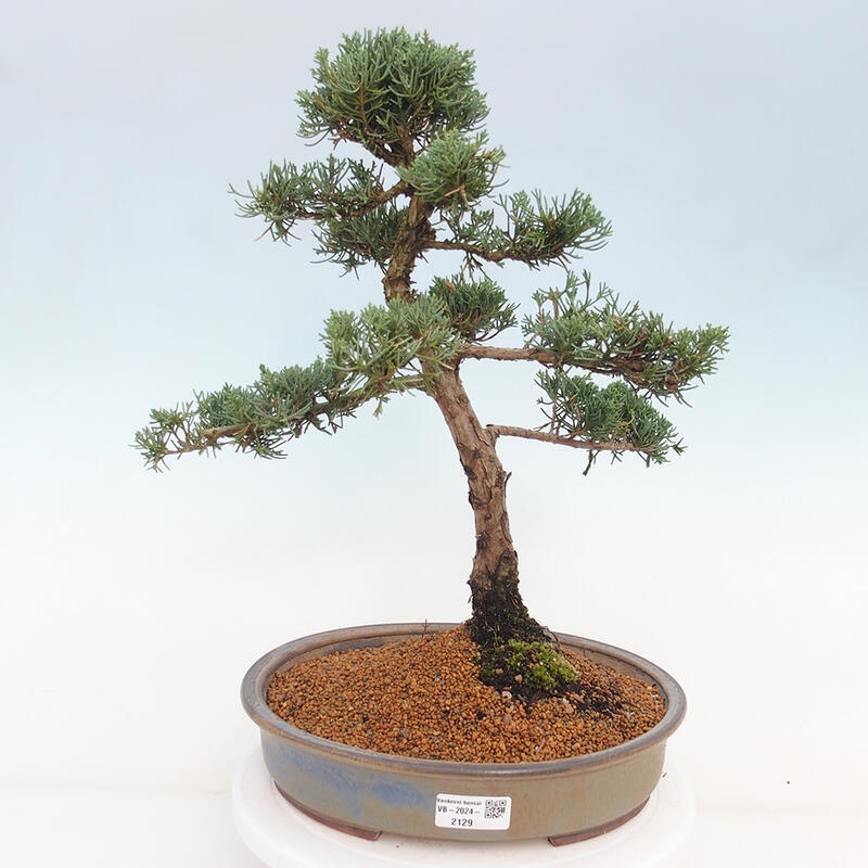 Outdoor bonsai - Juniperus chinensis Kishu - Chinese juniper