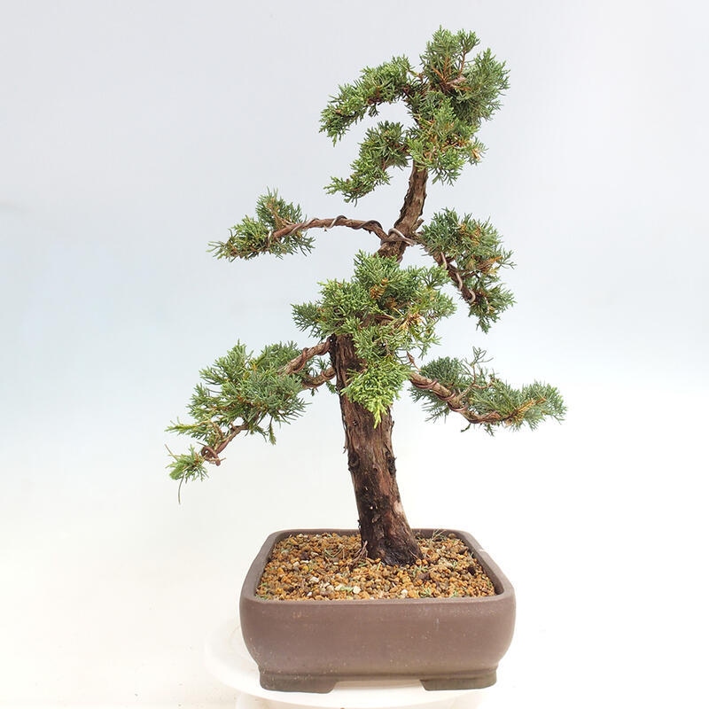 Outdoor bonsai - Juniperus chinensis Kishu - Chinese juniper