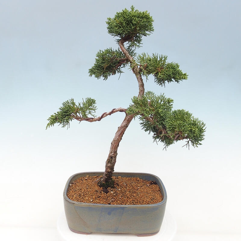 Outdoor bonsai - Juniperus chinensis Kishu - Chinese juniper