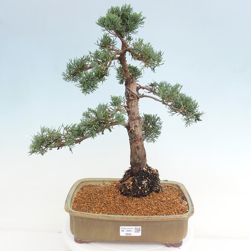 Outdoor bonsai - Juniperus chinensis Kishu - Chinese juniper