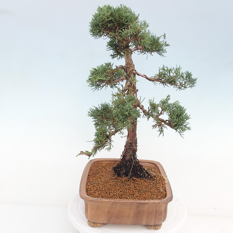 Outdoor bonsai - Juniperus chinensis Kishu - Chinese juniper