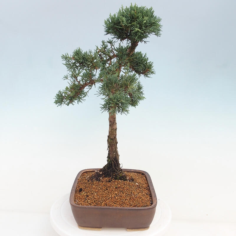 Outdoor bonsai - Juniperus chinensis Kishu - Chinese juniper