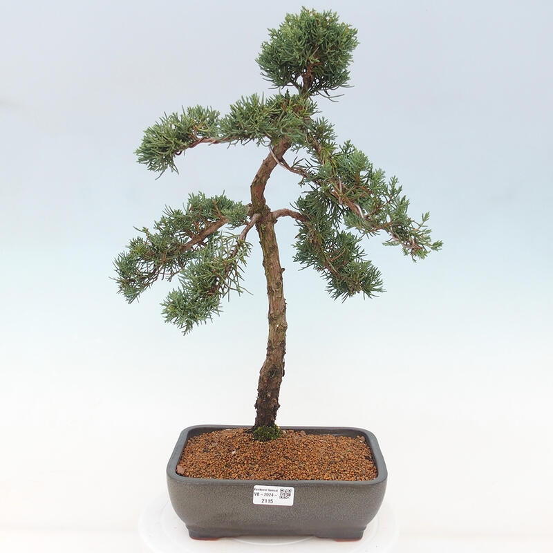 Outdoor bonsai - Juniperus chinensis Kishu - Chinese juniper