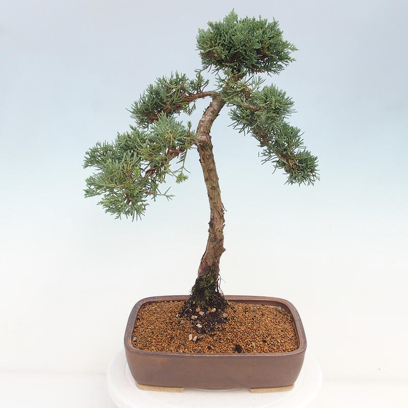 Outdoor bonsai - Juniperus chinensis Kishu - Chinese juniper