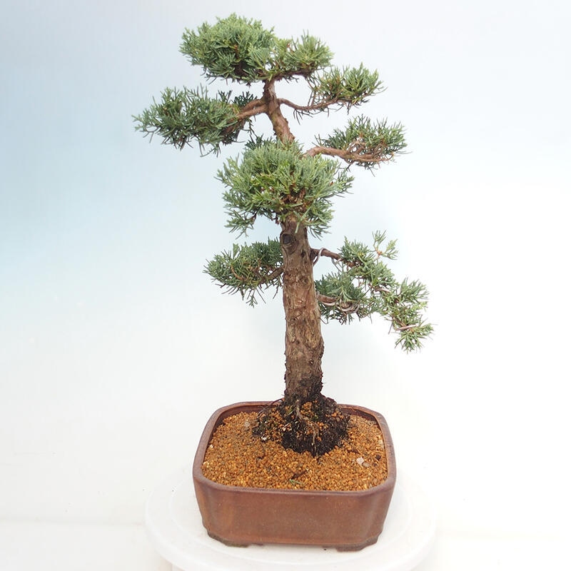 Outdoor bonsai - Juniperus chinensis Kishu - Chinese juniper