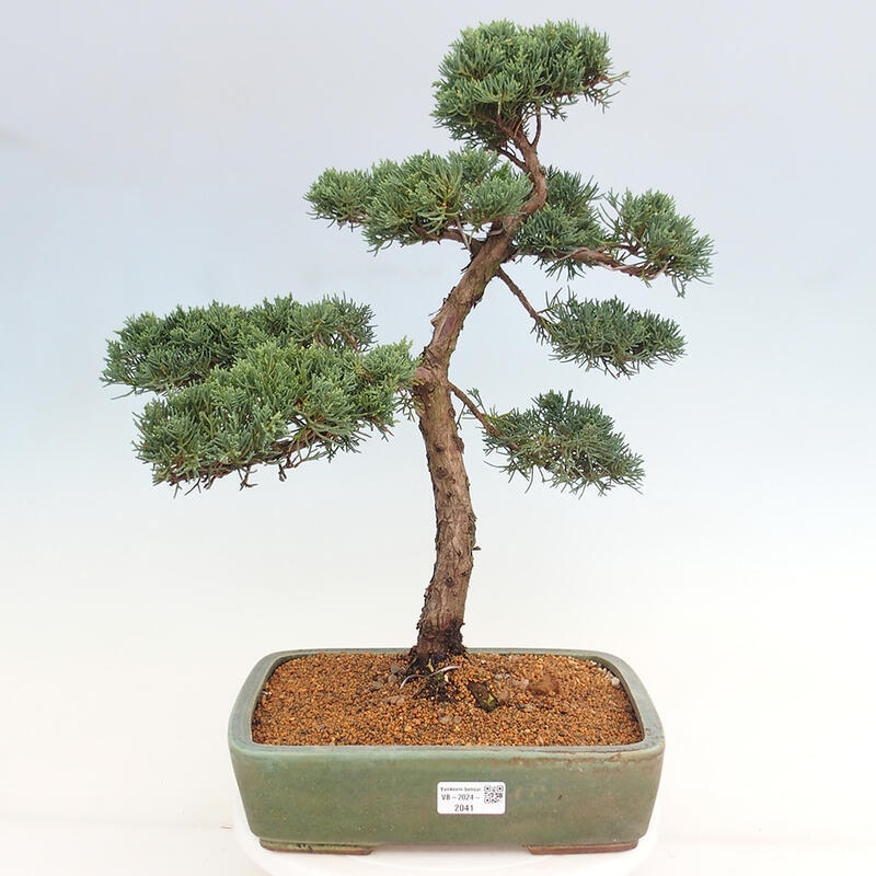 Outdoor bonsai - Juniperus chinensis Kishu - Chinese juniper