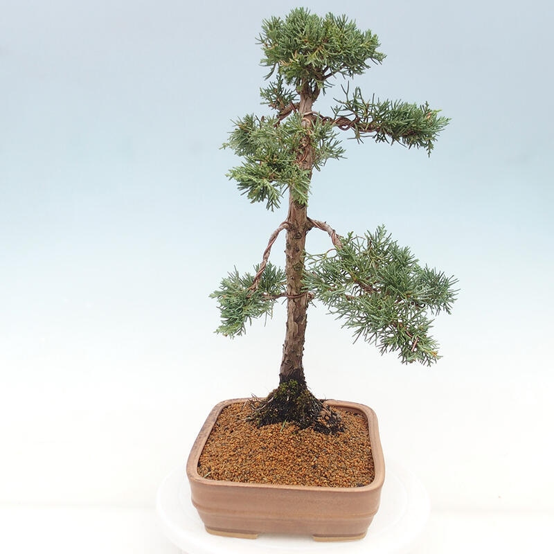 Outdoor bonsai - Juniperus chinensis Kishu - Chinese juniper