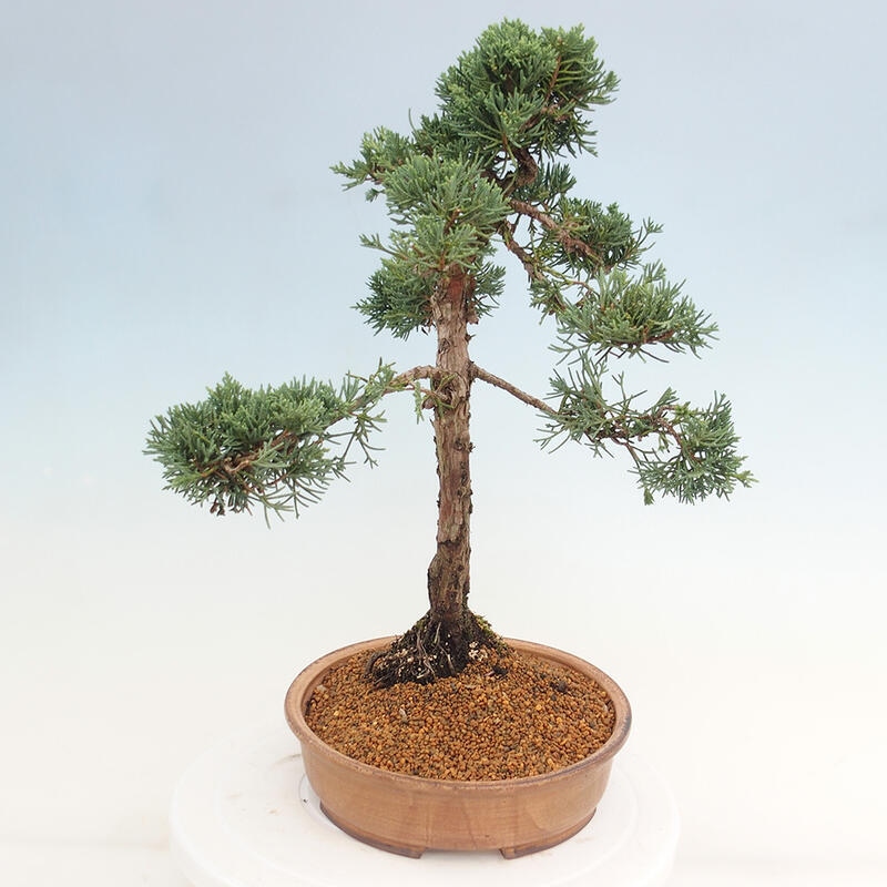 Outdoor bonsai - Juniperus chinensis Kishu - Chinese juniper