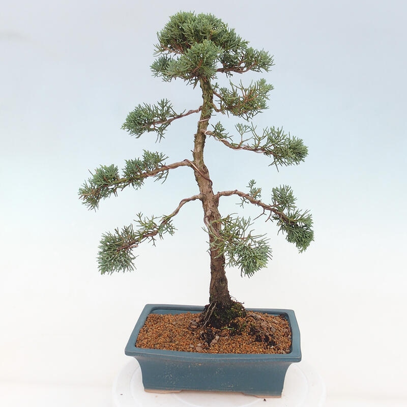 Outdoor bonsai - Juniperus chinensis Kishu - Chinese juniper