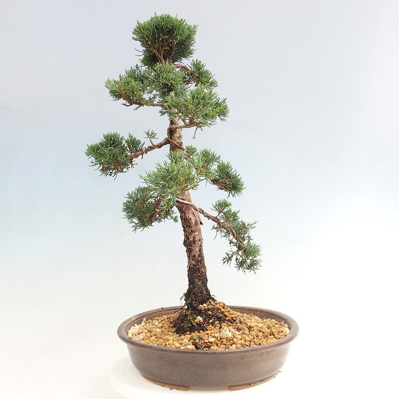 Outdoor bonsai - Juniperus chinensis Kishu - Chinese juniper