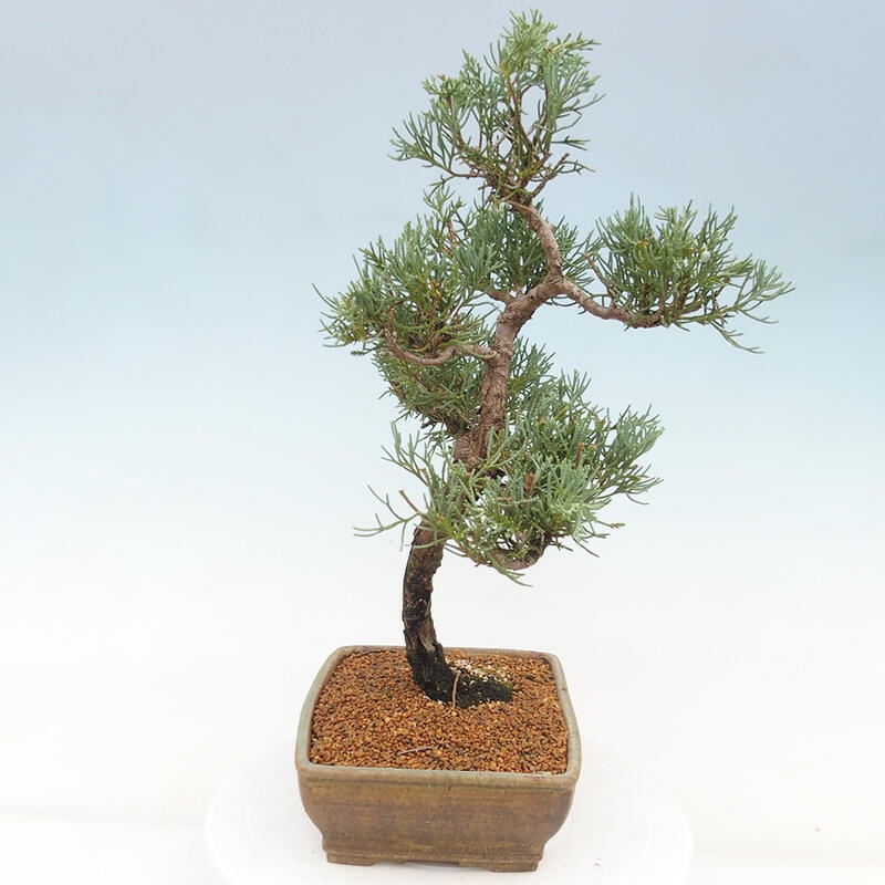 Outdoor bonsai - Juniperus chinensis Kishu - Chinese juniper