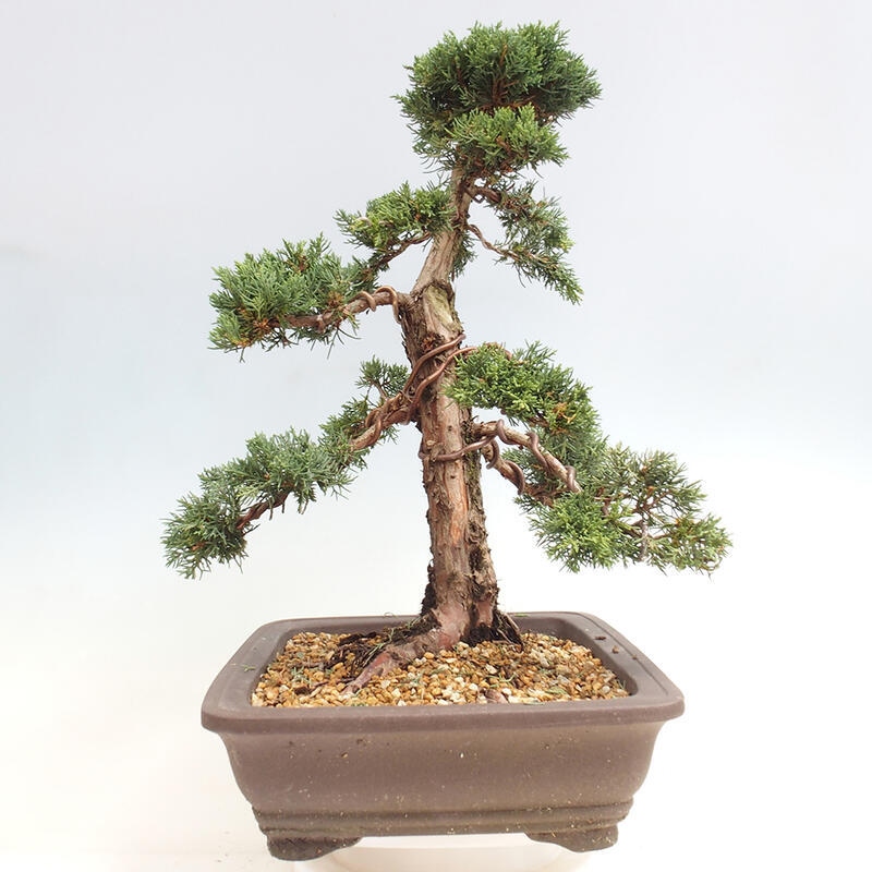 Outdoor bonsai - Juniperus chinensis Kishu - Chinese juniper