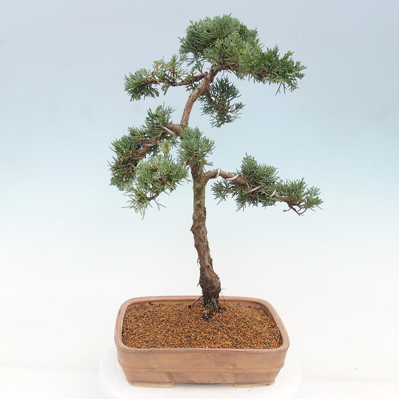 Outdoor bonsai - Juniperus chinensis Kishu - Chinese juniper