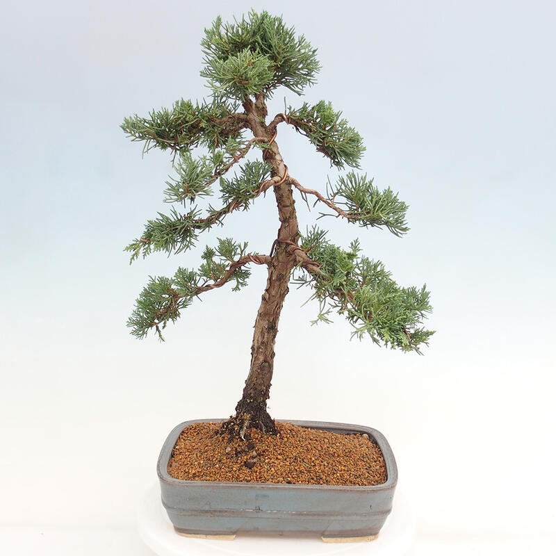 Outdoor bonsai - Juniperus chinensis Kishu - Chinese juniper