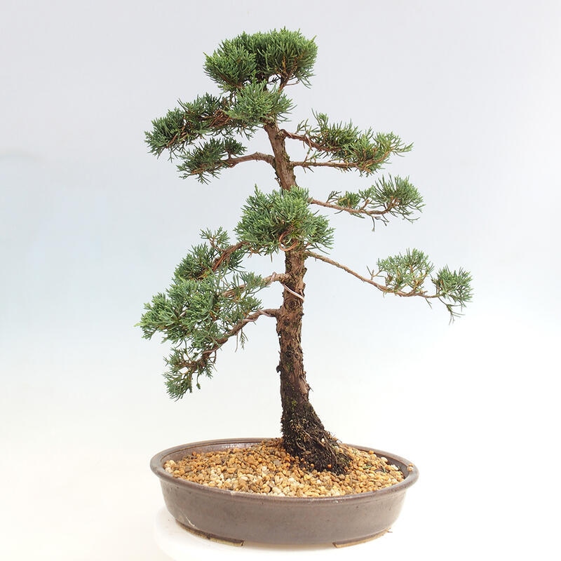 Outdoor bonsai - Juniperus chinensis Kishu - Chinese juniper