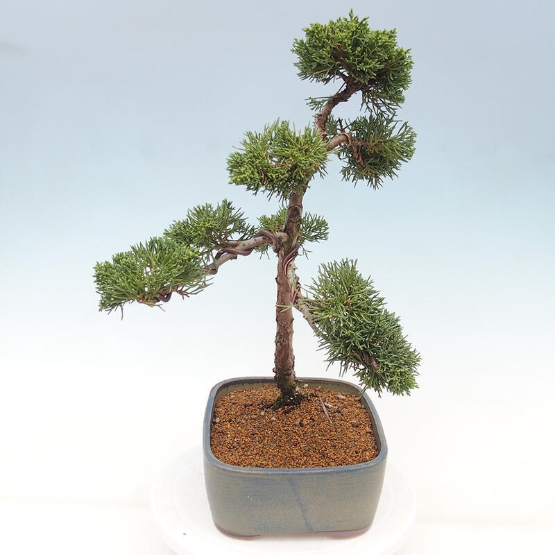 Outdoor bonsai - Juniperus chinensis Kishu - Chinese juniper