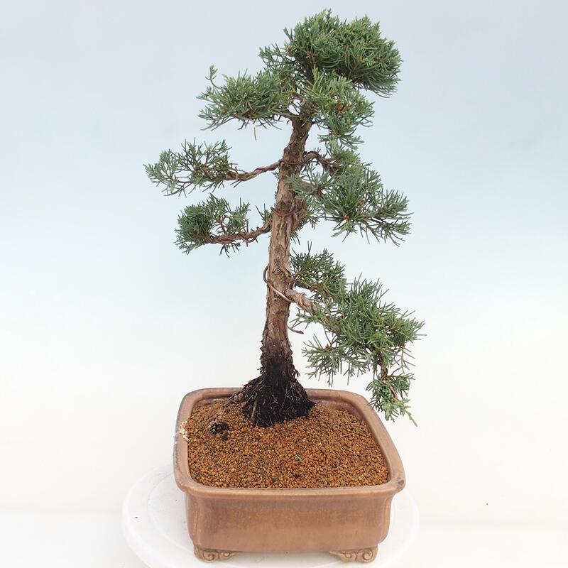 Outdoor bonsai - Juniperus chinensis Kishu - Chinese juniper