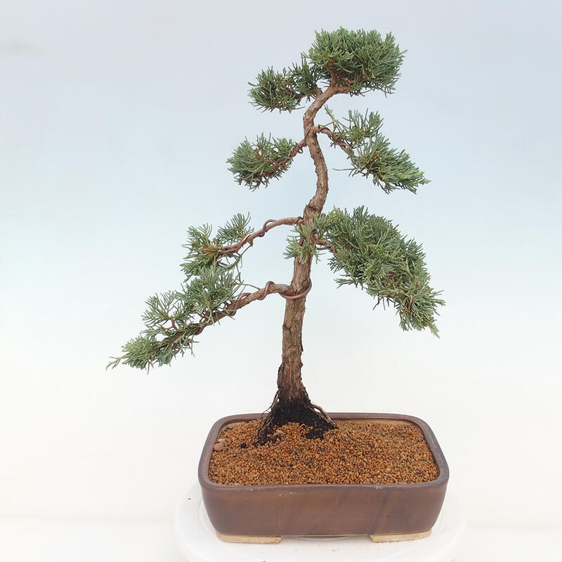 Outdoor bonsai - Juniperus chinensis Kishu - Chinese juniper