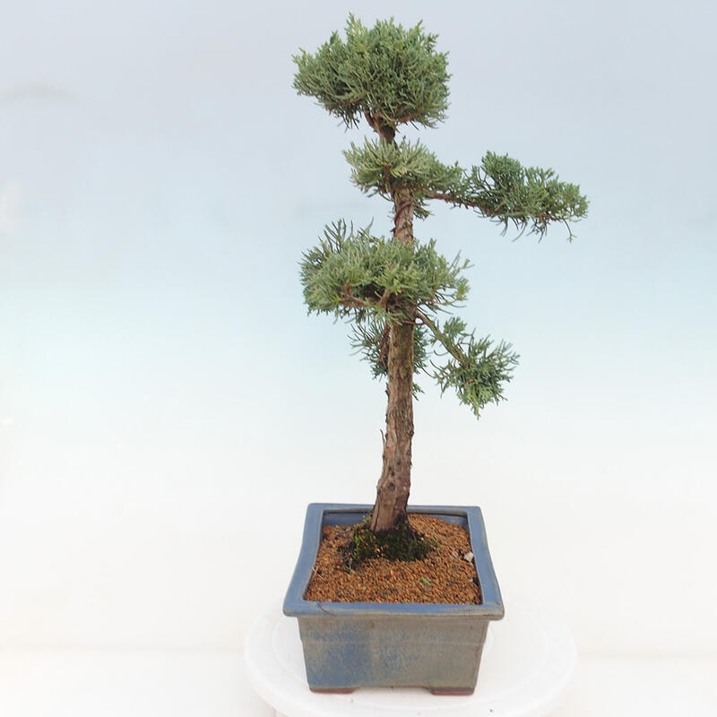 Outdoor bonsai - Juniperus chinensis Kishu - Chinese juniper