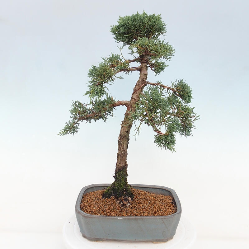 Outdoor bonsai - Juniperus chinensis Kishu - Chinese juniper