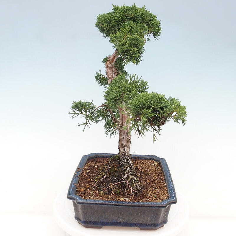 Outdoor bonsai - Juniperus chinensis Kishu - Chinese juniper