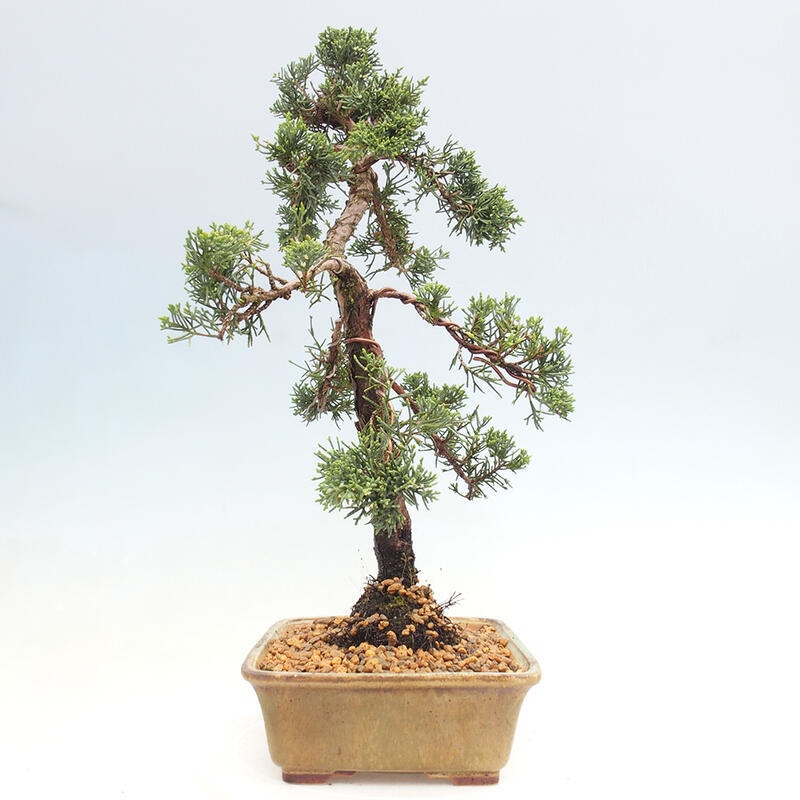 Outdoor bonsai - Juniperus chinensis Kishu - Chinese juniper