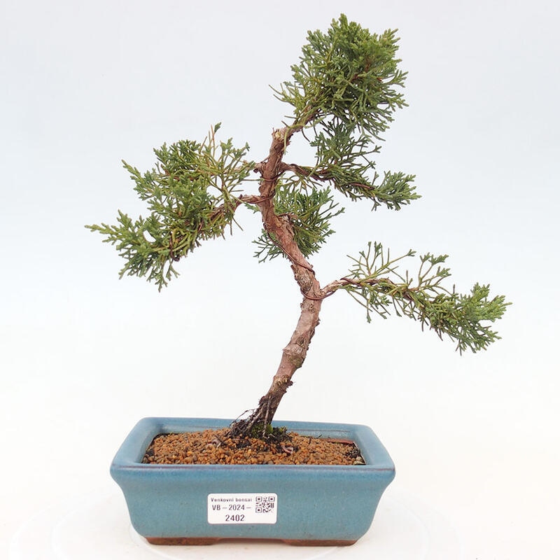 Outdoor bonsai - Juniperus chinensis Kishu - Chinese Juniper