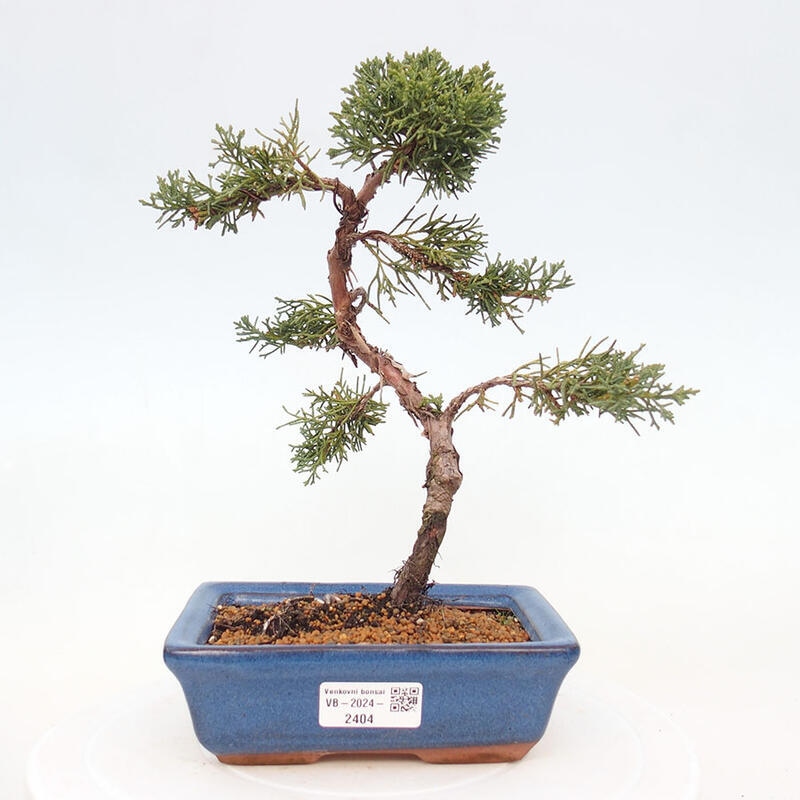 Outdoor bonsai - Juniperus chinensis Kishu - Chinese Juniper