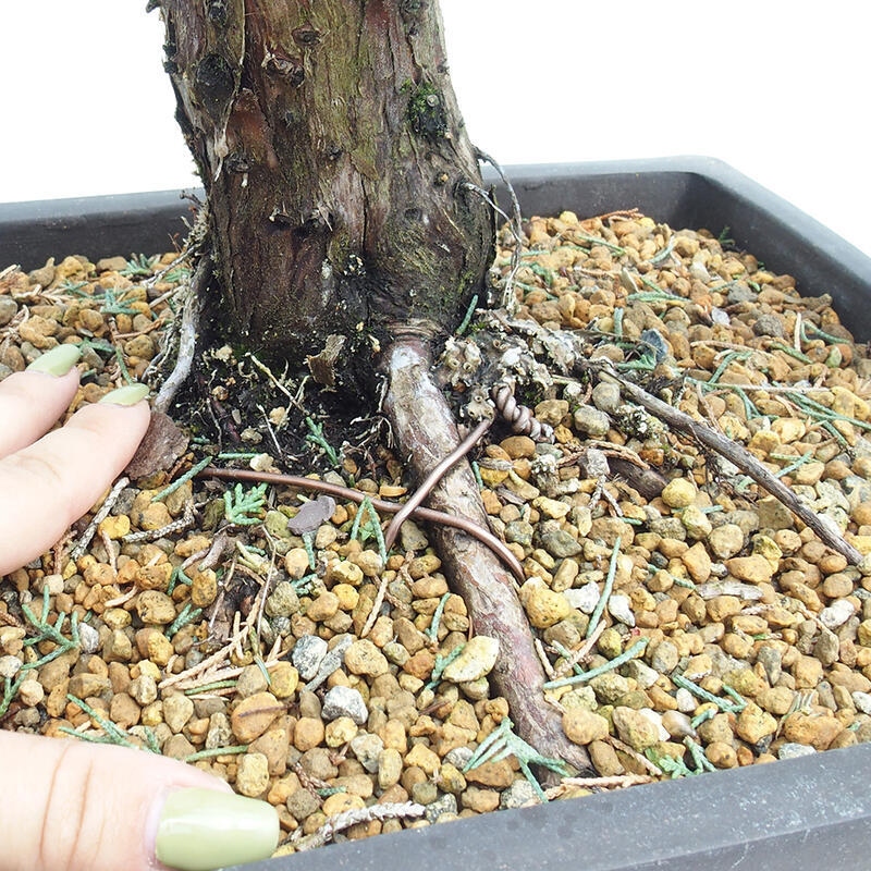 Outdoor bonsai - Juniperus chinensis Kishu - Chinese juniper