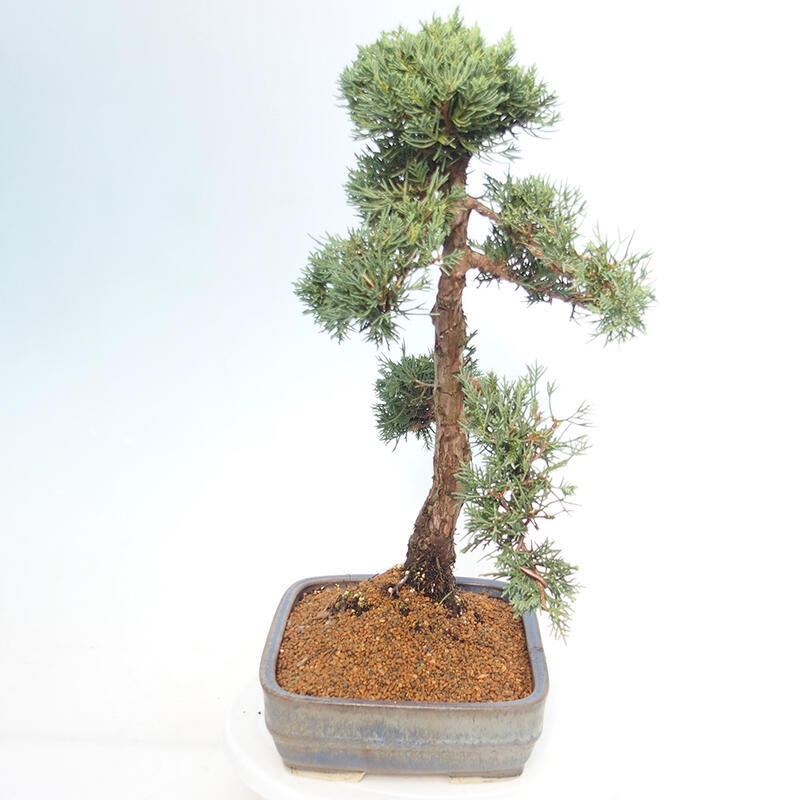 Outdoor bonsai - Juniperus chinensis Kishu - Chinese juniper